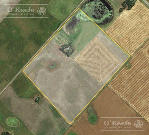 Imagen 11 de 18 de Chacra En Venta De 40 Has - En Saladillo Campo Mixto Con Mejoras