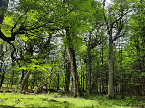 Campo De 297 Hectáreas Cercano A Cerro Castillo Con Río