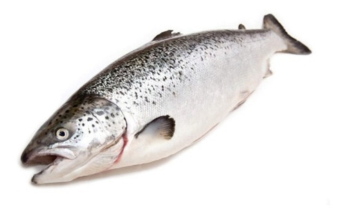 Imagen 1 de 3 de Salmon Pescado ( Distribución )