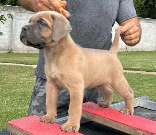 comprar Filhotes De Cane Corso Italiano - Ninhada Especial