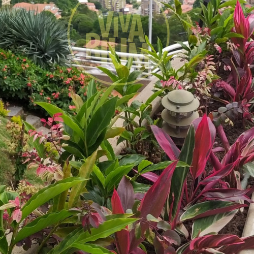 Imagen 2 de 4 de Mantenimiento De Jardines , Paisajismo Y Áreas Verdes