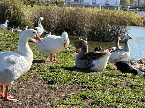 Temporario 2 Ambientes. En Punta Mogotes A Metros De La Costa. Tu Departamento!!!