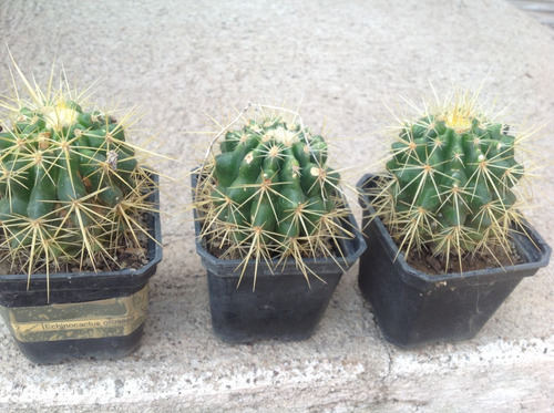 Echinocactus Grusonii, Barril De Oro
