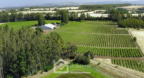 Campo 964 Ha. Con Uva, Forestal Y Forraje