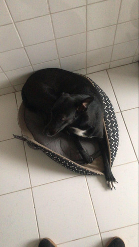 Adoção Responsável