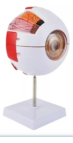 Modelo Anatomía Ojo Humano Modelo De Globo Ocular Ampliado 6