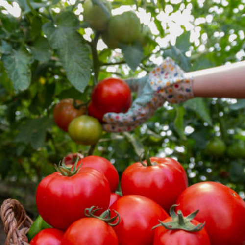 2x Sementes De Tomate Gaúcho Blueline Topseed
