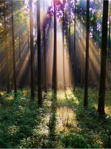 Fundo Fotográfico Tecido 3d Sol Na Floresta 1,70m X 3,00m