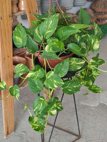 Jiboia Verde Amarela - Planta Aérea 20cm