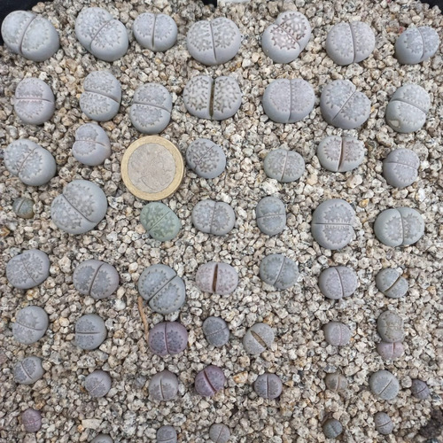 Imagen 3 de 4 de 1 Lithops Julii Ssp. Julii C297 (cactus Piedra/suculentas)
