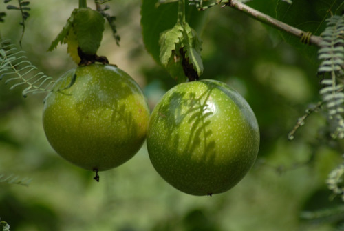 100 Semillas Maracuyá Passiflora Edulis 100% Organicas