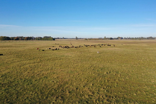 Imagen 7 de 9 de Campo De 77 Has En Venta En Uribelarrea, Cañuelas