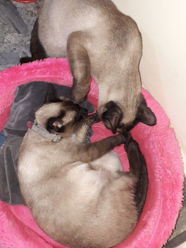 Gatito Siamese Seal Point Puro!!! Hermoso!!!! 2 Meses