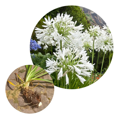 Bulbos De Agapanthus Lirio Africano Azul-blanco Gigantes X2