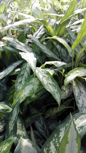 Planta De Interior Aglonema