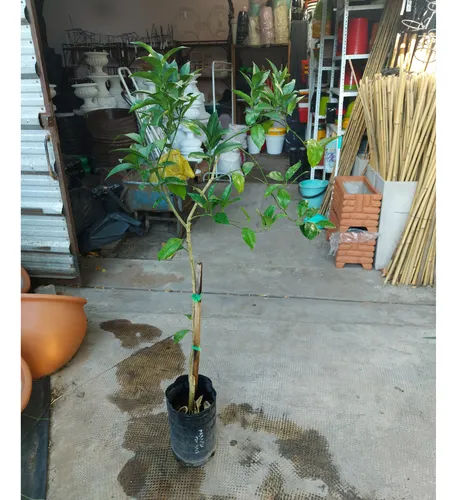 Árbol Naranja New Hall 6l Cítrico Fruto Dulce Sin Semillas