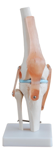 Modelo Articulación De Rodilla Traumatologos Enseñanza Salud