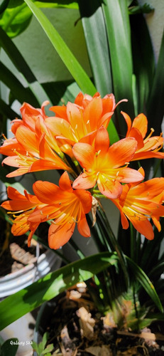 Bulbos O Rizomas De Azucena Y Clivia 