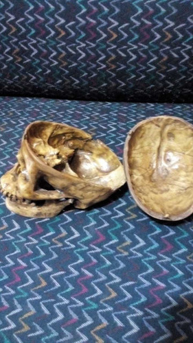 Cráneo Adulto De Resina