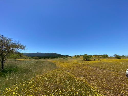 Parcela 5000mt2 Lomas De Polcura, Comuna De Longaví