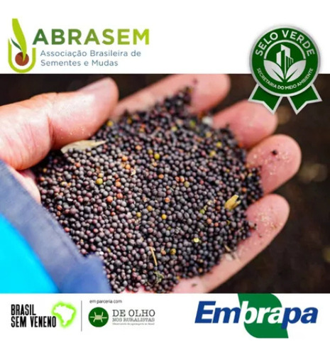 100 Sementes Batata Doce Premium Com Manual De Cultivo