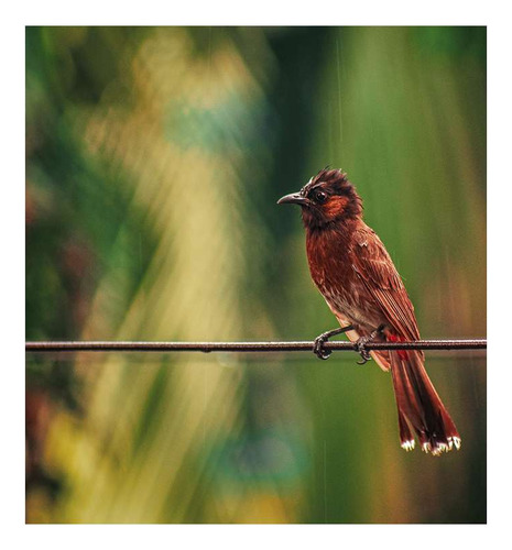 Vinilo 100x100cm Aves Parada En Una Rama Con Fondo Bosque