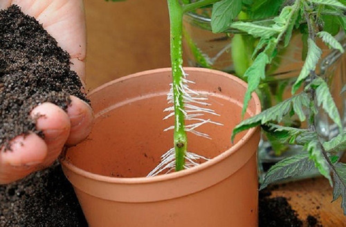 Enraizador En Polvo Para Esquejes Weed Y Ornamentales Auxina