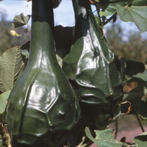 Semillas De Porongo Calabaza Dinosaurio Maranka Gourd Raro!