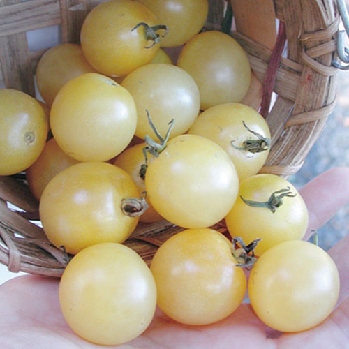 Semillas Cherry Tomate Blancanieves Heirloom Vegetal Para Pl