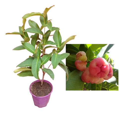 Plantas Syzygium Samaragence O Manzana Java, Acodos
