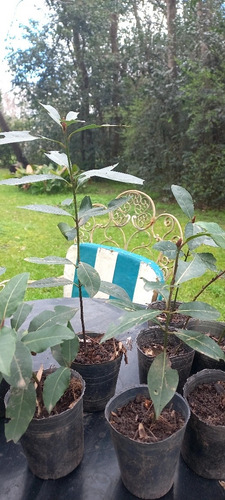 Plantas De Laurel