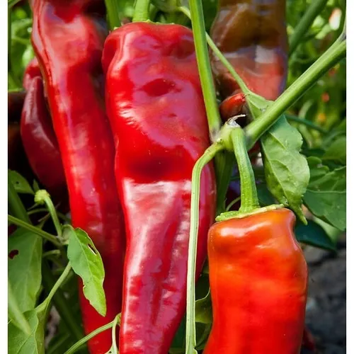 Pimentón Italiano Dulce Capsicum Annuum - 20 Semillas