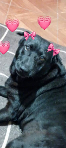 Morenita, Cruza Labradora Y Sharpei, Preciosa, Amorosa. Leer