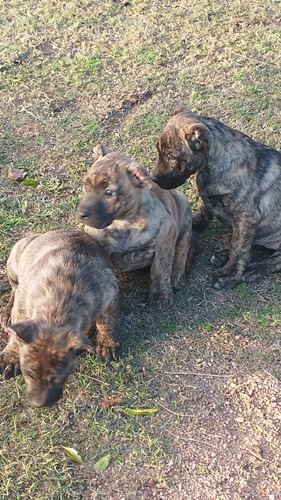 Cachorros Cimarrones Puros