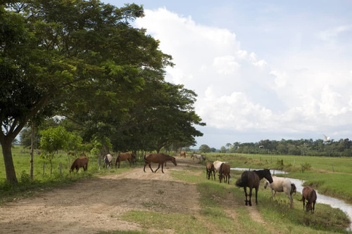 Imagen 13 de 25 de Finca Bufalina Barinas, Parroquia San Silvestre En Venta