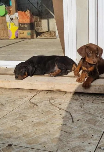 Imagen 3 de 3 de Cachorros Doberman Gigante 350cada Cachorro