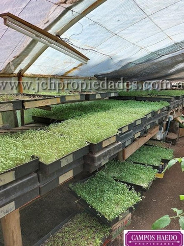 Imagen 12 de 12 de Fondo De Comercio Brotes Y Micro Vegetales Gastronómicos