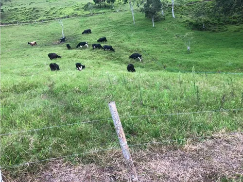 Se Vende Finca Naranjal - Roldanillo
