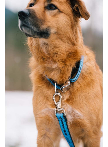 Transition Correa Para Perro | Correa Resistente 183 Cm Azul Acero