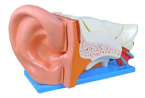 Ouvido Ampliado 3x Em 6 Partes, Anatomia