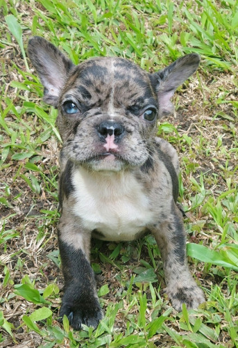 Hermosos Cachorros Bulldog Frances Merle Exotic Disponibles 