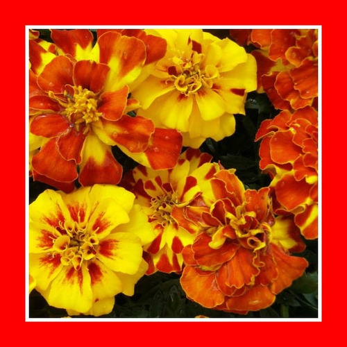 Marigold Sparky Mix Tagetes Cravo Flor - Sementes Para Mudas