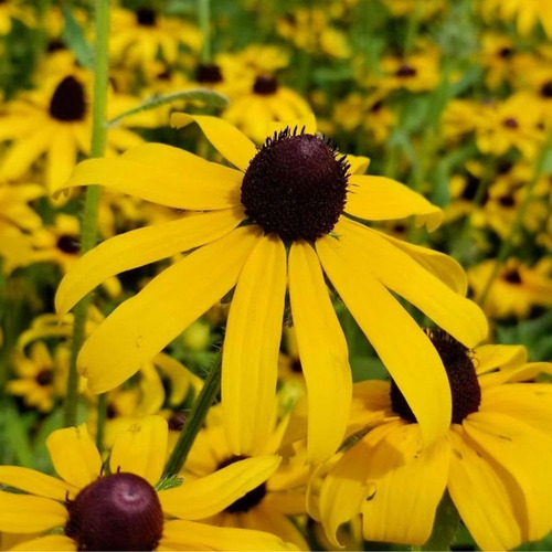 Semillas De Rudbeckia!