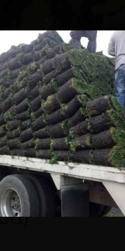 Pasto En Rollo