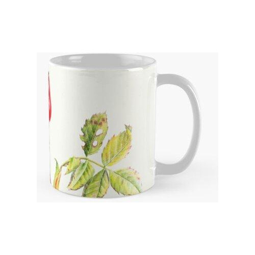 Taza Escaramujos, Rosa Canina, Acuarela De Bellas Artes Cali