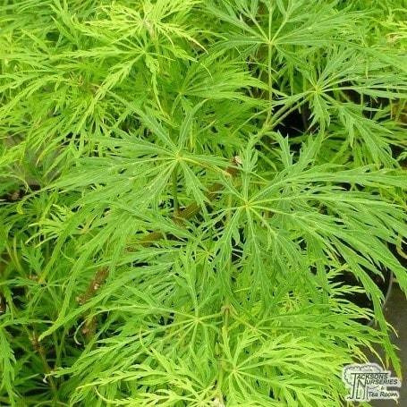 Imagen 6 de 8 de Acer Viridis, Acer Japones, Acer Emblematico 30lts (seña)