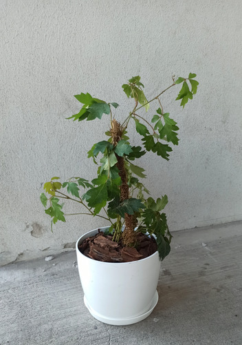 Planta Cissus + Maceta Premium N22 + Plato/ Plantas De Inter