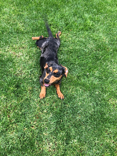 Hembra Salchicha (dachshund ) Merle