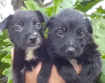 Comprar Cachorros Cruza Border Collie X Collie Rough De Trabajo