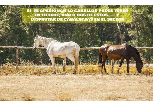 Venta Lote Independiente Rionegro Llanogrande Ponezuela Caballos